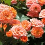 Orange roses