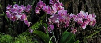 орхидеи в естественной среде