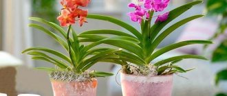 Орхидея Аскоценда