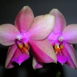 Орхидея Лиодоро особенности сорта, описание, фото