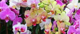 Орхидея не растет и не цветет, что делать, чтобы зацвела. Когда остановилось развитие