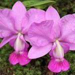 Орхидея пелорик