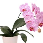 Орхидея в доме