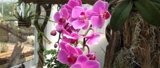 orchid in nature how to grow