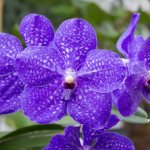 Орхидея Ванда фото