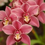 Орхидея вредна ли для здоровья