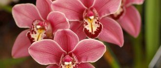 Is orchid harmful to health?