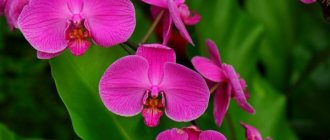 Орхидея Жемчужина императора
