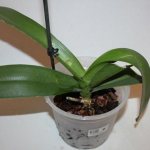 Orchid preparing for watering