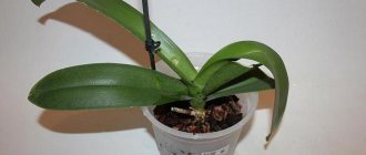 Orchid preparing for watering