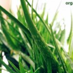 Features of Aloe Vera