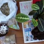 Features of caring for calathea at home