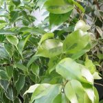 Features of growing ficus