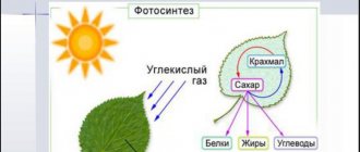 освещение для растений