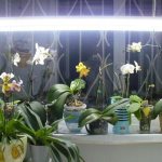 Освещенные орхидеи