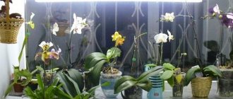 Illuminated orchids