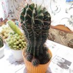 What causes cactus roots to rot?