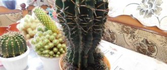 What causes cactus roots to rot?