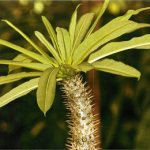 Pachypodium