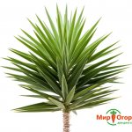 Yucca Palm