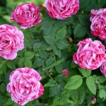 Park rose - what is it, what does it look like, the difference from hybrid tea and climbing varieties