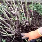 Парковые розы: как посадить, выращивание и уход в открытом грунте