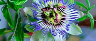 Passionflower types and varieties with photos