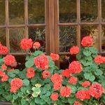 Pelargoniums