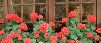 Pelargoniums