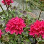 Pelargonium Lotta Lundberg