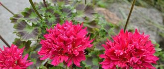 Pelargonium Lotta Lundberg