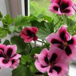 Pelargonium on the windowsill