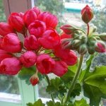 Pelargonium upton