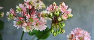 pelargonium