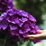 Transplanting indoor hydrangea