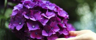 Transplanting indoor hydrangea