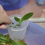 Пересаживаем детку домашней орхидеи
