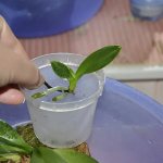 Replanting a baby home orchid