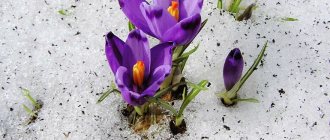 First spring crocuses