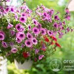 Petunias in hanging pots (plant pots) serve as a traditional decoration for urban and country landscapes and home interiors.