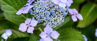 Serrated hydrangea varieties photo