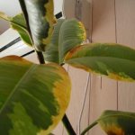 Why do the edges of leaves dry out on rubber ficus. Why do ficus leaves dry out? 