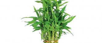 Why does indoor bamboo turn yellow?