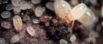 Soil (root) mites: why they appear in indoor plants, how they can be detected, how to treat them