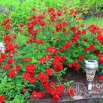Почвопокровные розы – отличный вариант для создания коврово-мозаичных клумб и рабаток на территории загородного дома или дачи