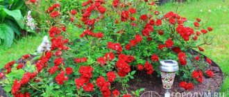 Ground cover roses are an excellent option for creating carpet-mosaic flower beds and edgings on the territory of a country house or cottage.