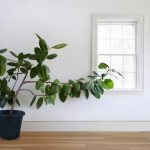 fertilizing for ficus