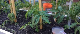 Подкормка помидоров и огурцов сывороткой: польза кисломолочного продукта для получения обильного урожая