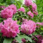 feeding rhododendrons