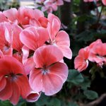 Detailed description of geranium diseases and treatment instructions